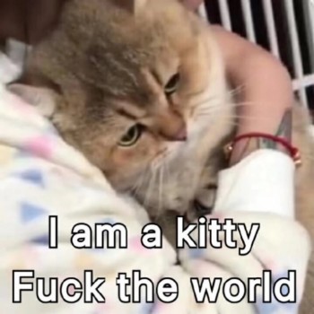 吸猫片表情包2-ti am a kitty fuck the world