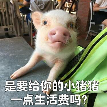 可爱小猪表情包-是要给你的小猪猪一点生活费吗-
