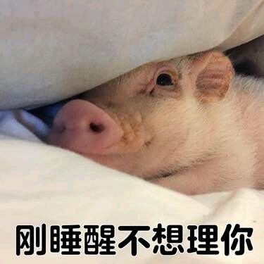 可爱小猪表情包-刚睡醒不想理你-