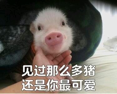 可爱小猪表情包-见过那么多猪 还是你最可爱-