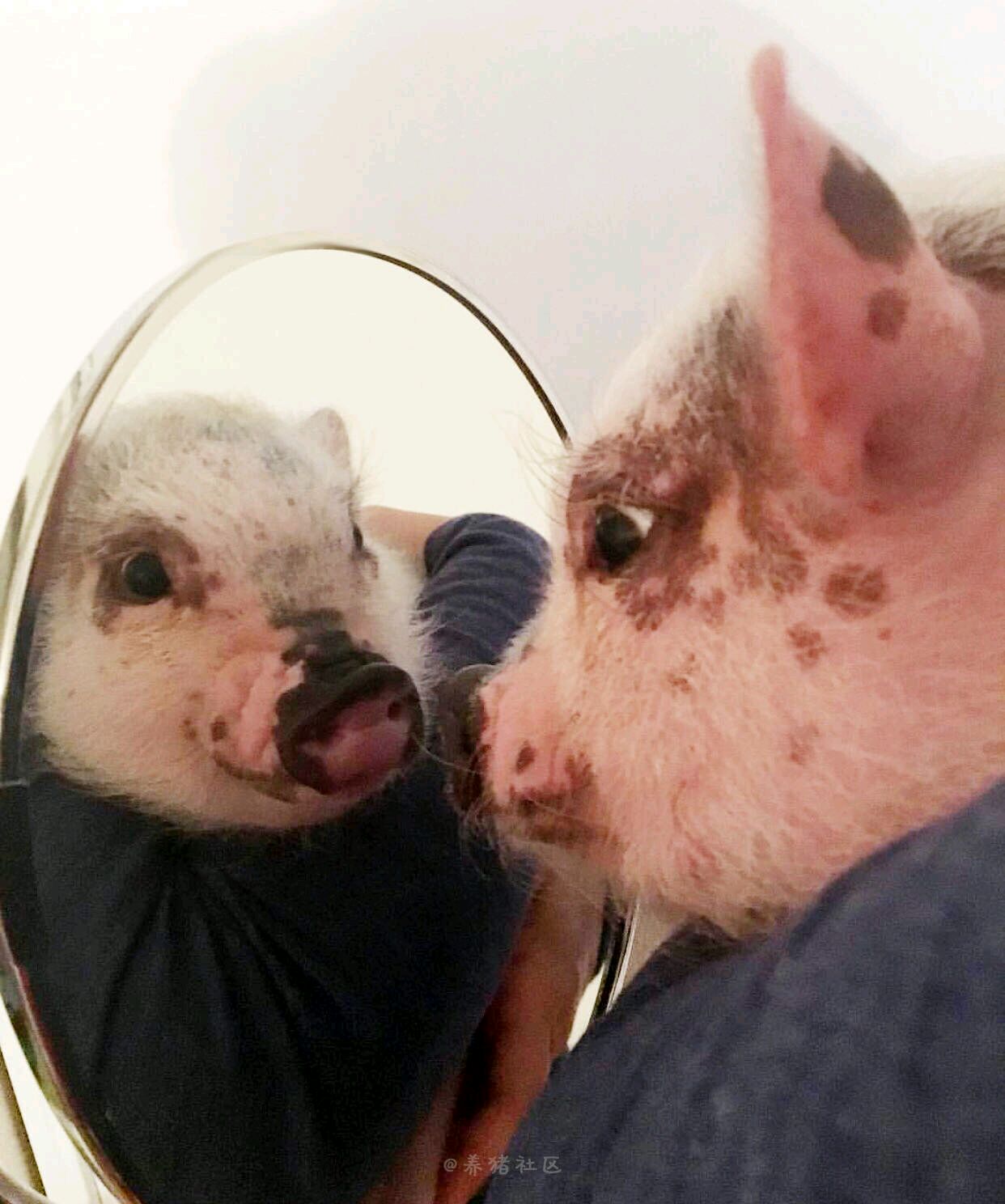 可爱小猪表情包-照镜子-
