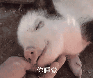 可爱小猪表情包-你睡觉-