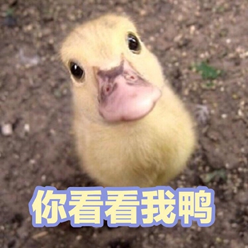 可爱小鸭鸭表情包3-