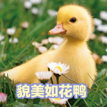 可爱小鸭鸭表情包8-
