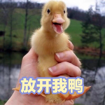 可爱小鸭鸭表情包9-