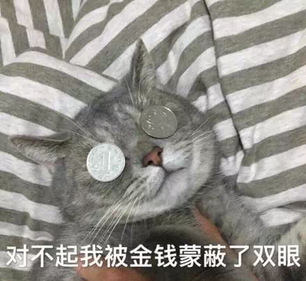 猫咪：我被金钱蒙蔽了双眼-金钱,蒙蔽了,对不起,猫