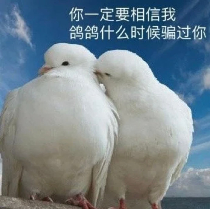 两只鸽子表情包图片