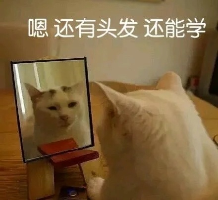 猫咪照镜子：嗯，还有头发，还能学