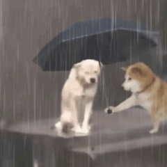 柴犬doge给淋雨中的狗狗撑伞gif动图-狗狗撑伞动图出处