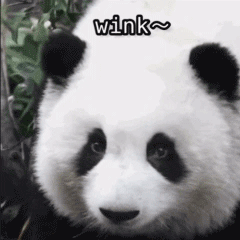 熊猫花花GIF：向你眨眼wink