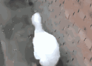 gif动图：走路嚣张的鹅（扭屁股）