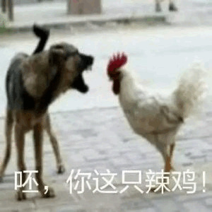 狗跟鸡吵架：呸，你这只辣鸡！