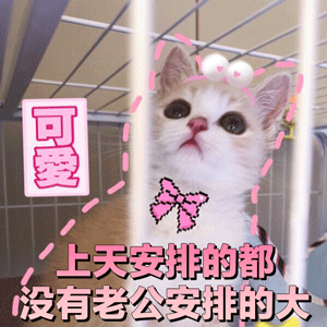 可爱猫咪粉色文字表情包-2 