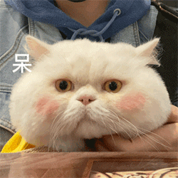 网红大脸猫表情包-25-