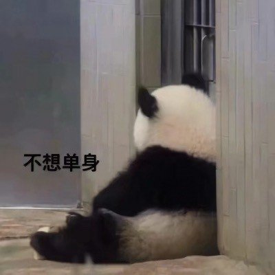 真熊猫的表达状态的表情包-1-