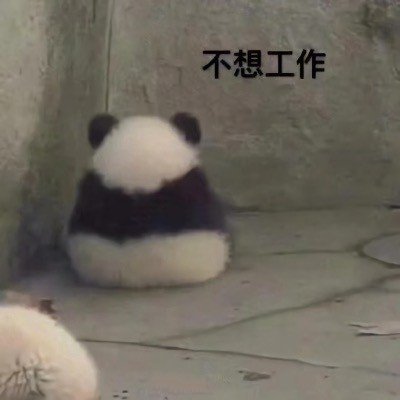 真熊猫的表达状态的表情包-2-