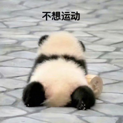 真熊猫的表达状态的表情包-5-