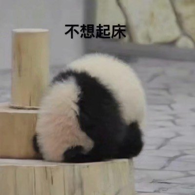 真熊猫的表达状态的表情包-8-