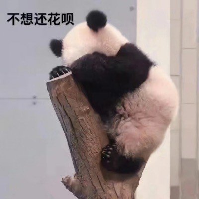 真熊猫的表达状态的表情包-9-