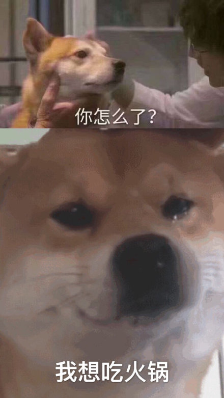 柴犬哭泣表情我想吃火锅