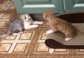 （搞笑对白）小猫咪欺凌小猫咪