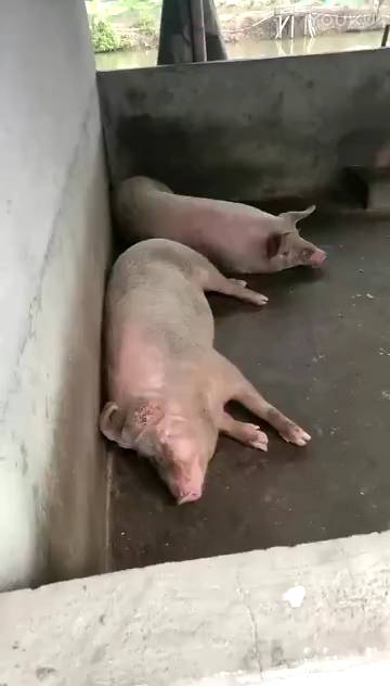 猪群主 起床啦,起来吃猪粮啊-猪