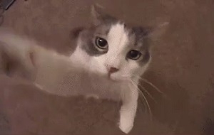 [动物世界]猫咪亲亲主人：来宝贝_亲个嘴_么么哒