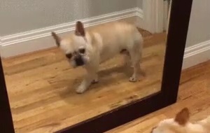 [动物世界]狗照镜子自己吓自己搞笑动图