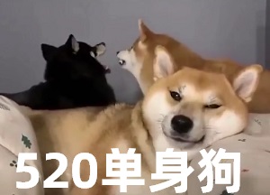 [动物世界]520单身柴犬vs情侣柴犬